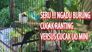 PERTEMPURAN ANTARA CUCAK IJO MINI VERSUS CUCAK RANTING | NGADU KICAU CUCAK IJO MINI VS CUCAK RANTING