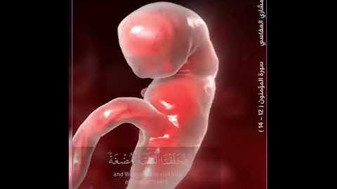 (ولقد خلقنا الإنسان من سلالة من طين) تلاوة من سورة المؤمنون للقارئ مشاري العفاسي