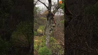 Leopard Cub Pushes Mom Out Of Tree To Take Her Food 😂