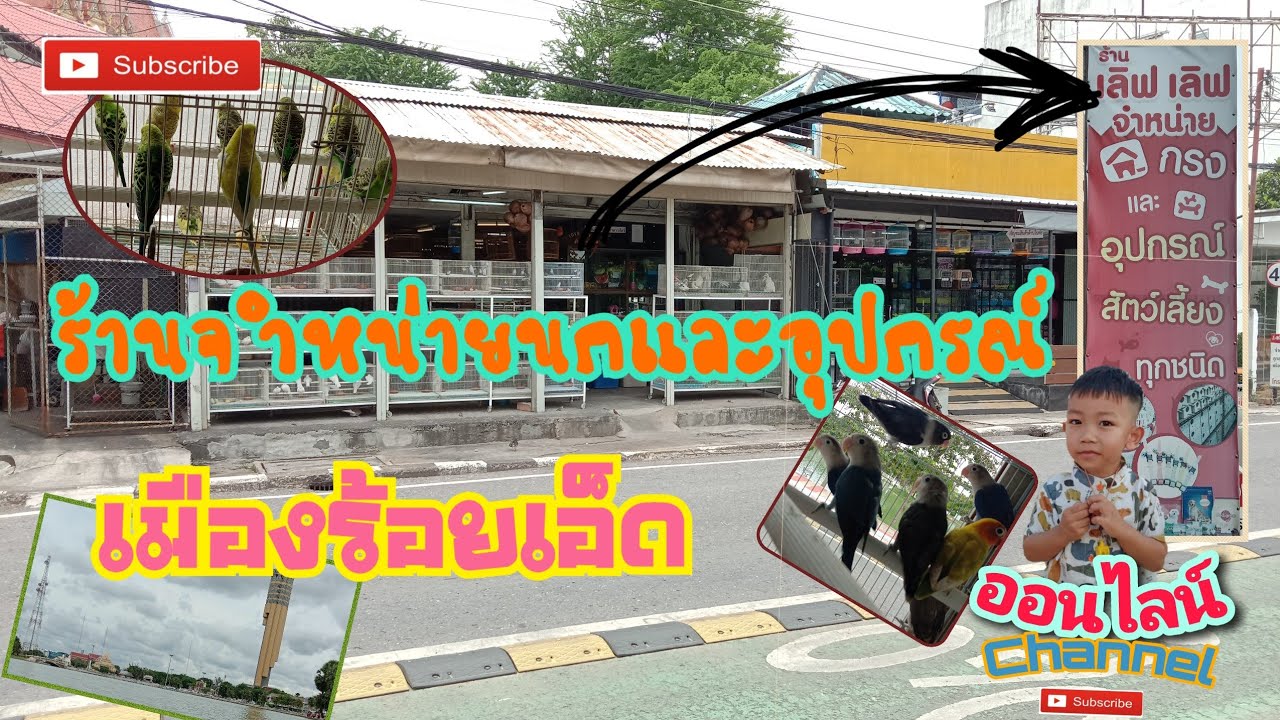 EP:32 ร้านจำหน่ายนกและอุปกรณ์สัวต์เลี้ยง #อัตเดตราคานก #ร้อยเอ็ด | สรุปเนื้อหาที่เกี่ยวข้องกับจำหน่าย อาหาร นกที่อัปเดตใหม่