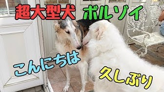 ボルゾイ Youtube ボルゾイ Youtube