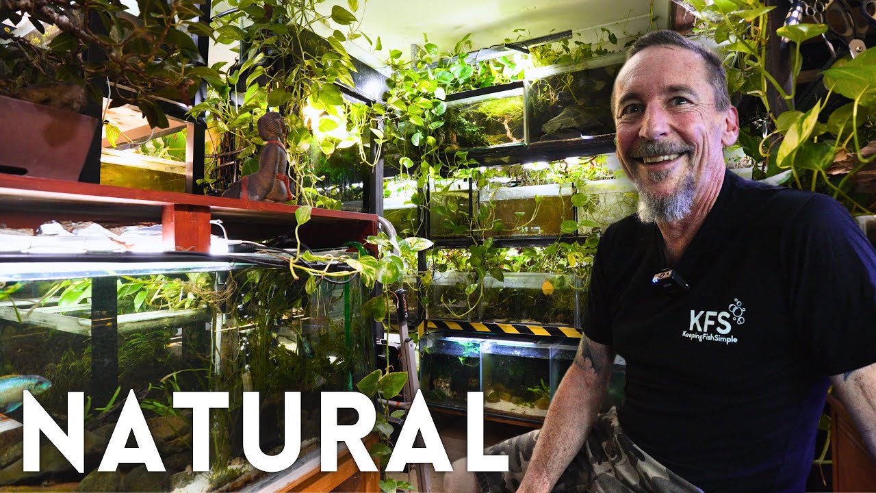 Более 100 аквариумов в естественном стиле в этом доме | Мини-тур