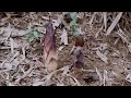 Purple Bamboo Shoot Season, Survival instinct, Wilderness Alone | Mùa măng tím ( ep 64 )