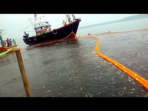 वीडियो: मछली पकड़ने की दास्ताँ। सहकर्मी