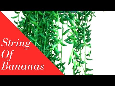 String of bananas|| How to grow and care string of Fishhooks|| Backyard Gardening