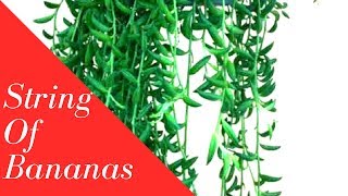 String of bananas|| How to grow and care string of Fishhooks|| Backyard Gardening