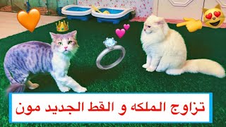 تزاوج الملكه مع القط الجديد مون 😻 _ تزاوج القطط / Mohamed Vlog