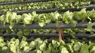 الصوب المائية  lettuce  hydroponics - انتاج الخس الكابوتشى