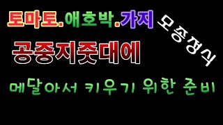 [텃밭농부.583] 토마토 애호박 가지 공중지줏대에서 키울준비