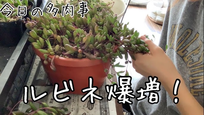 38 多肉植物 増やす うちのネックレス系の増やし方 どの子が増えやすい 育てやすい 丈夫 お勧めなのは お水やりは How To Increase Succulents Youtube 38 多肉植物 増やす うちのネックレス系の増やし方 どの子が増えやすい 育てやすい 丈夫 お勧めなのは お水やりは How To Increase Succulents Youtube
