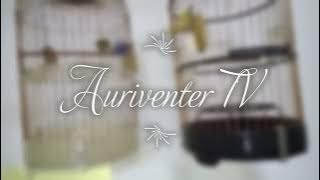 Puteh call I Therapy pleci Auri Bahan Buka Paruh