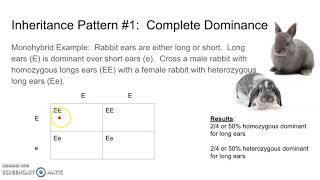 Genetics 1 Complete Dominance