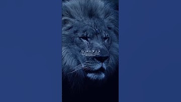قُُلْْ إِنْ كَانَ لِلرَّحْمَنِ وَلَدٌ فَأَنَا أَوَّلُ الْعَابِدِينَ - سورة الزخرف