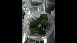 BANANA TISSUE CULTURE GUIDE, explained in 30 seconds  micropropagation tissueculture