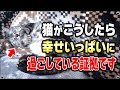 猫が幸せいっぱいな時に見せてくれる仕草 "6選"