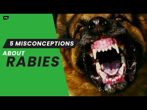 Video: 4 ting du ikke ved om rabies