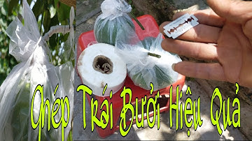 Cách Ghép Trái Bưởi Hiệu Quả, Bí Mât Chưa Được Tiết Lộ