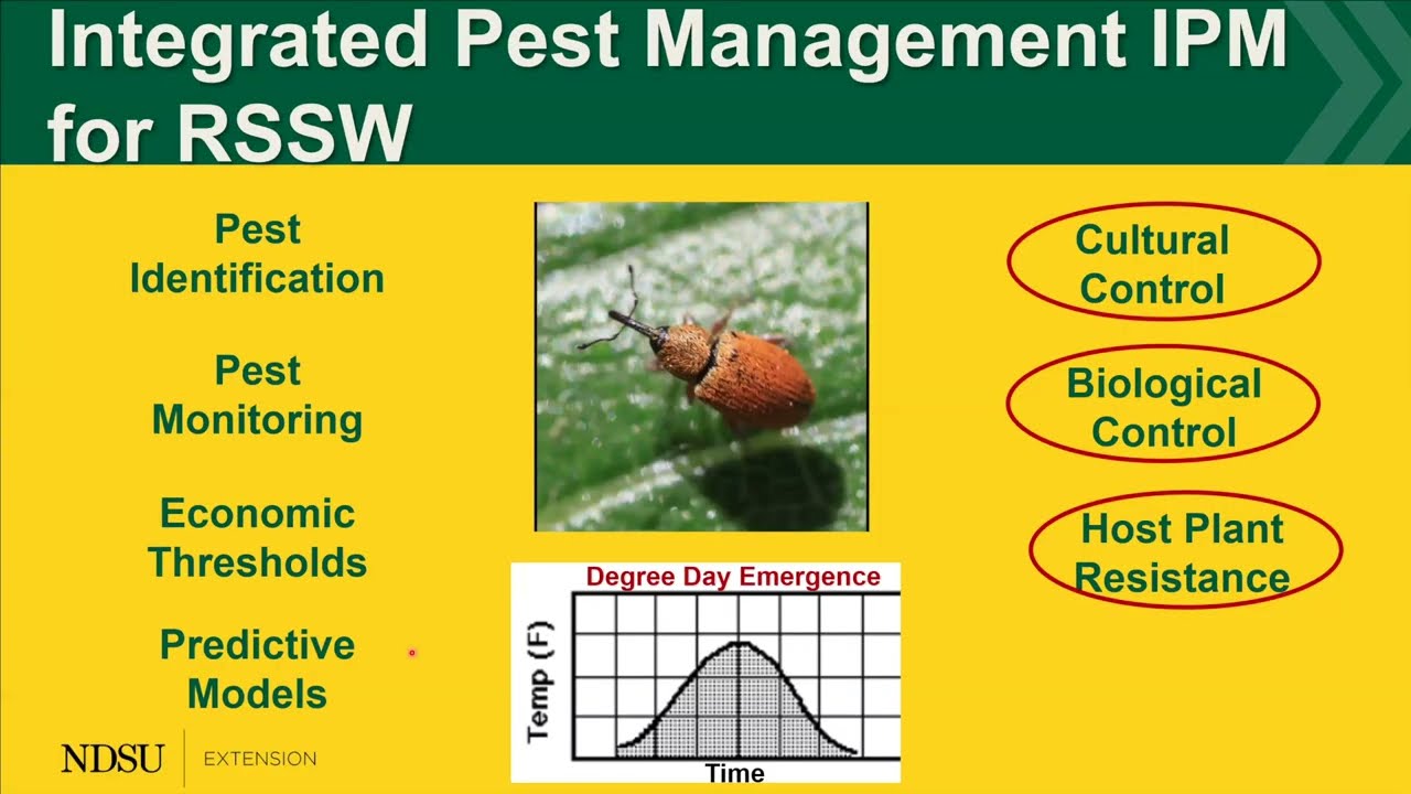 Насекомые-вредители, представляющие угрозу для производства подсолнечника — 2026. Серия статей о ...