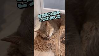 猫を飼うと家がこうなりました