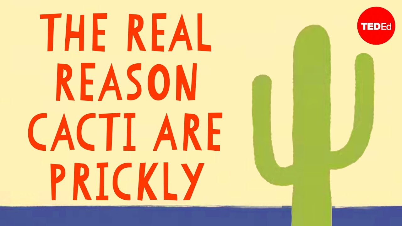 How Do Cacti Survive In The Desert?