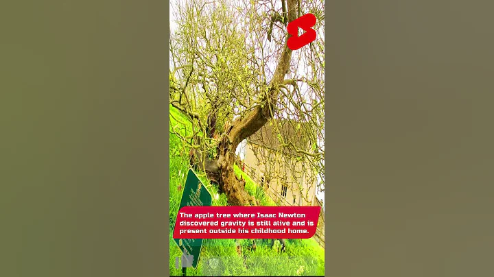 Isaac Newton Apple Tree Still Alive 😱🔥🔥 #shorts