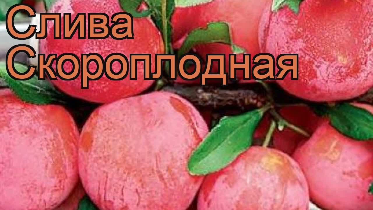 Слива Скороплодная Описание Фото