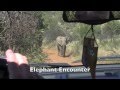 South Africa - Pilanesberg Elephant Encounter