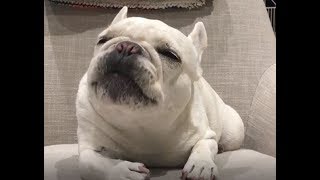 可愛い おもしろい犬フレンチブルドッグの動画 1発目から癒してくれます 17 Youtube