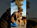 A Brave Dog Stops a Burning Tanker Just in Time. #dogrescue #shorts #bravedog