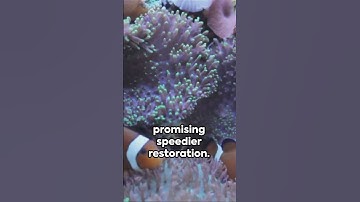 Reviving Coral Reefs  A Robotic Revolution
