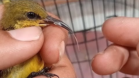 Care for sogon - First teach them to eat kroto