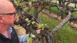 Cabernet Sauvignon Update at G3 Vineyard in Rutherford