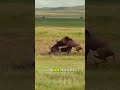 Against All Odds: Brave Mother Buffalo Takes On Ruthless Lions 🦬🦁