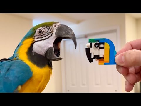 Building Exotic Parrot LEGO with a Real Macaw Reaction