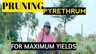 How to prune pyrethrum