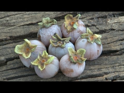 Persimmons - Discover Nature (KRCG)