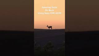 Amazing Zoom on Buck with Sony FDR-AX33