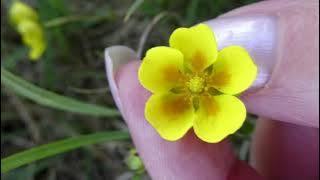 Wildflower Identification with Yorkshire Dales Guides - Part 1 of 4