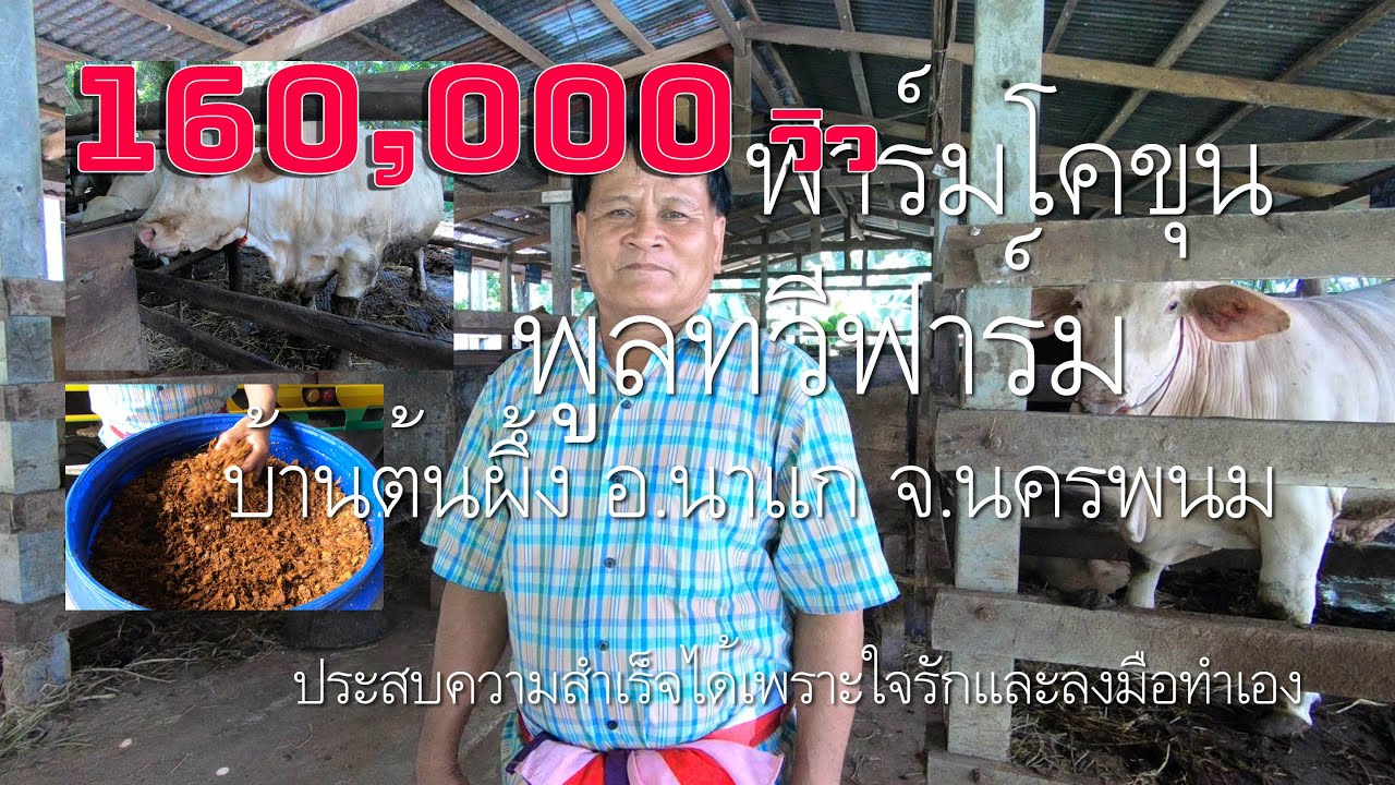 แวะดู พูลทวีฟาร์ม ฟาร์มโคขุน อ.นาแก นครพนม (สุดยอดเกษตรดีเด่น)