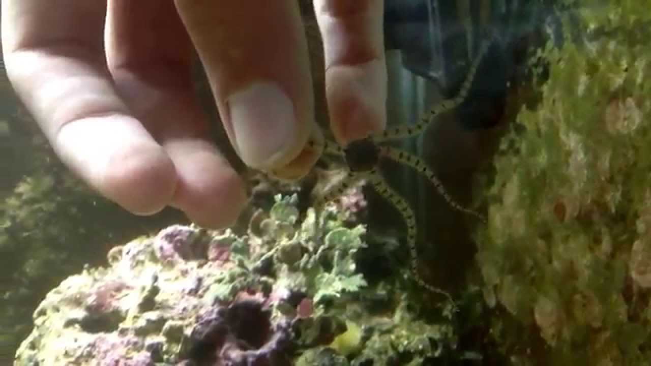 Aquarium brittle star moving YouTube