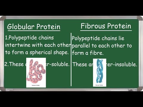 Difference between Globular and Fibrous Proteins |English|  |Short video|