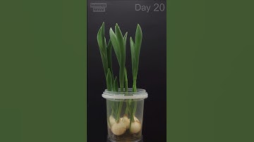 TULIPS growing from bulbs - Time Lapse