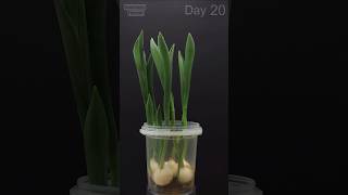 TULIPS growing from bulbs - Time Lapse