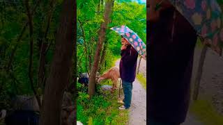 The good shepherd lays down his life for the sheep #jesus #GRD #ishqsufiyana #ytshorts #shorts #yt
