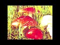 fungus magicus