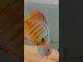 Discus fish❤️ #discus #fish #beautiful #aquarium #community #fishtank #trending