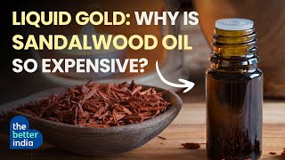 Why Sandalwood Oil Is Expensive | The Better India