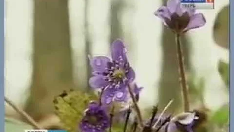 За каждый сорванный подснежник штраф