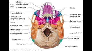 How To Memorize A Diagram With A Memory Palace (Anatomy )