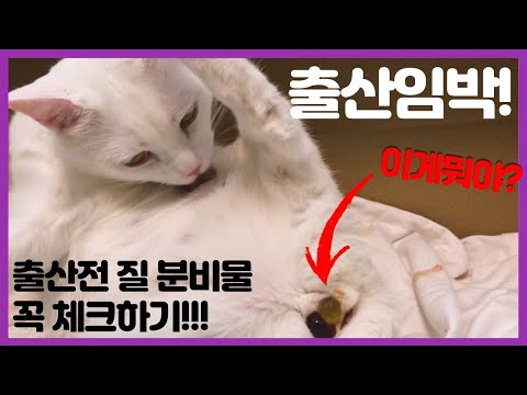 [고양이 출산준비 1화] 출산박스, 응급상황 대처법, 출산 임박증상, 출산징후 | 질분비물, 태막 바로알기! My cat is In Labor!!!CAT Giving birth!